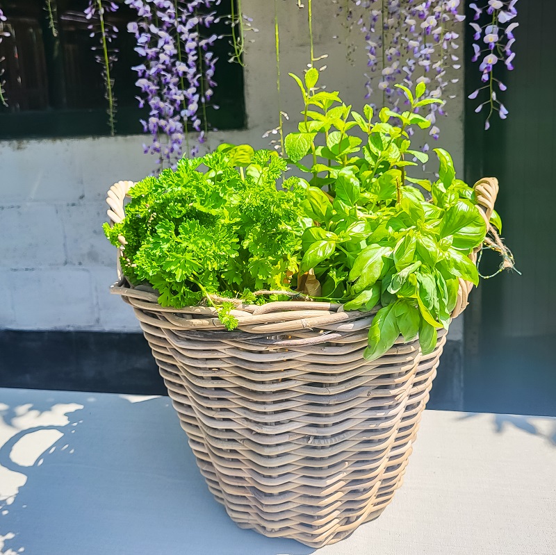 Mand met verse kruiden om te huren | Tafel Beleving
